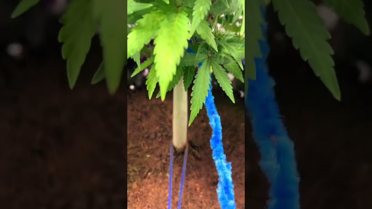 Strawberry pie auto by fast buds - week 3 of flower
