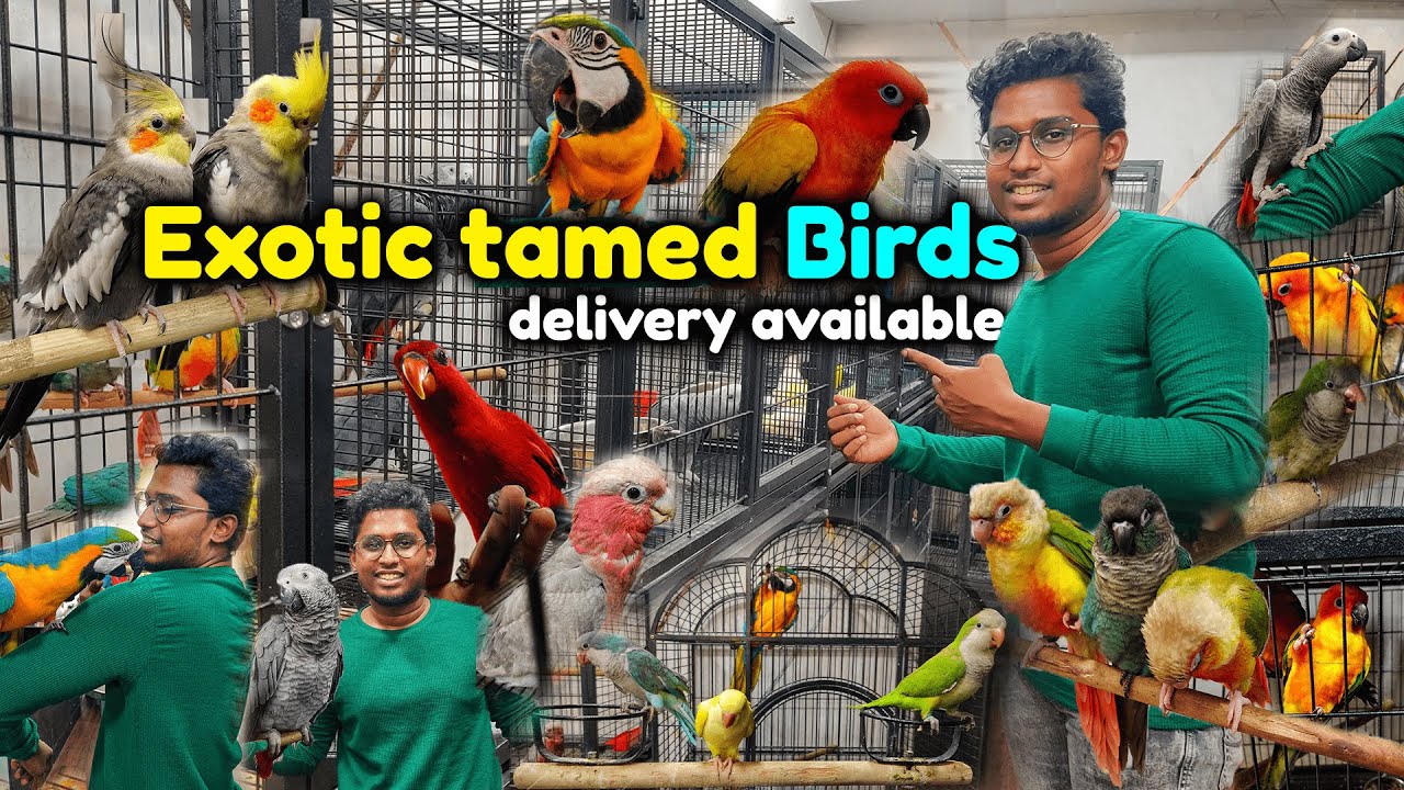 வெளிநாட்டு வினோத பறவைகள்🐦|bird shop in chennai|tamed|Exotic|Xploring💫
