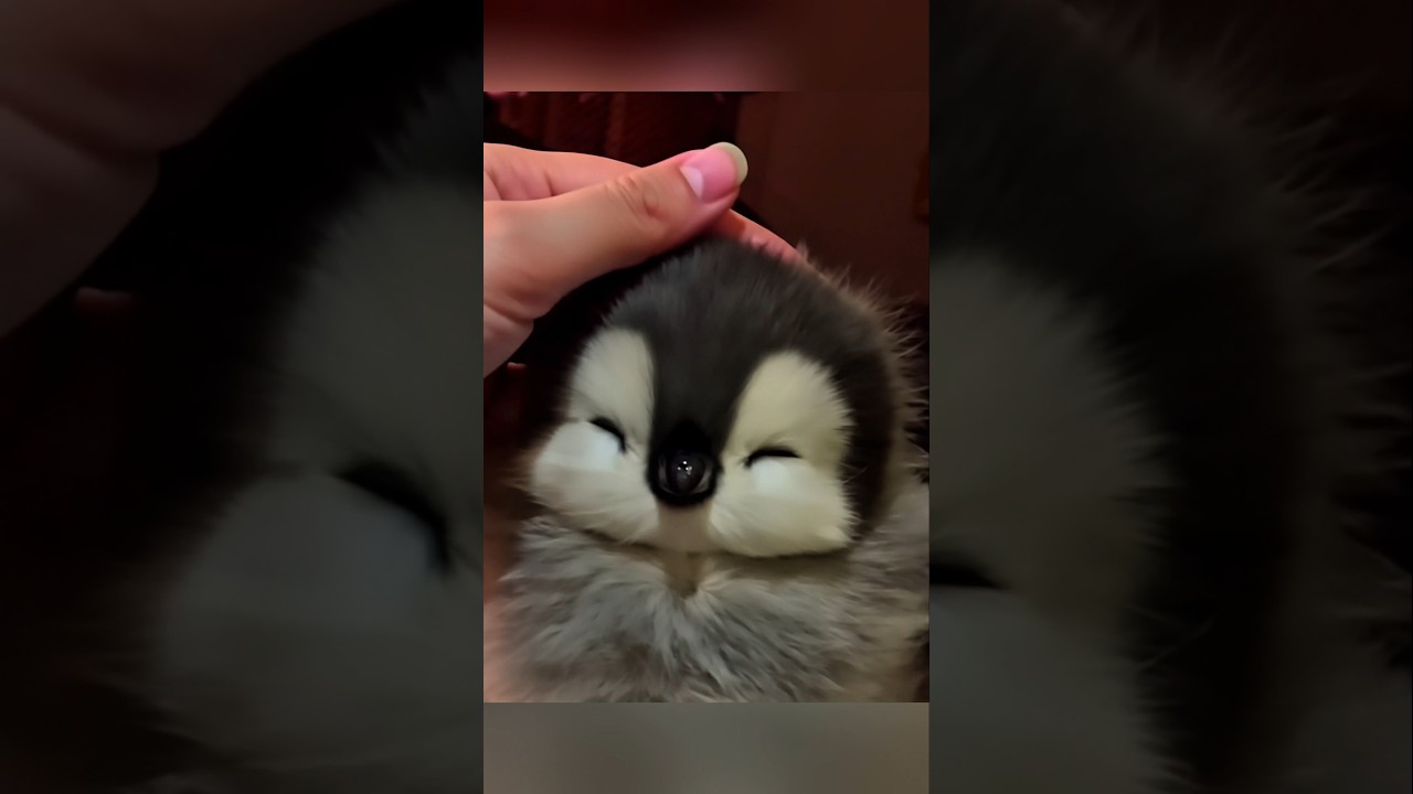 this cuteness melts my heart #cute #adorable #pet #penguin #babyanimals #fluffy #cuteanimal