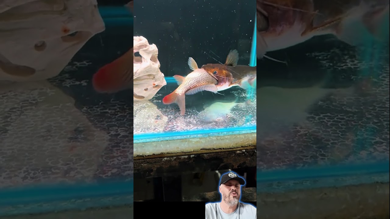 Gulper catfish o bagre buraco sem fundo 