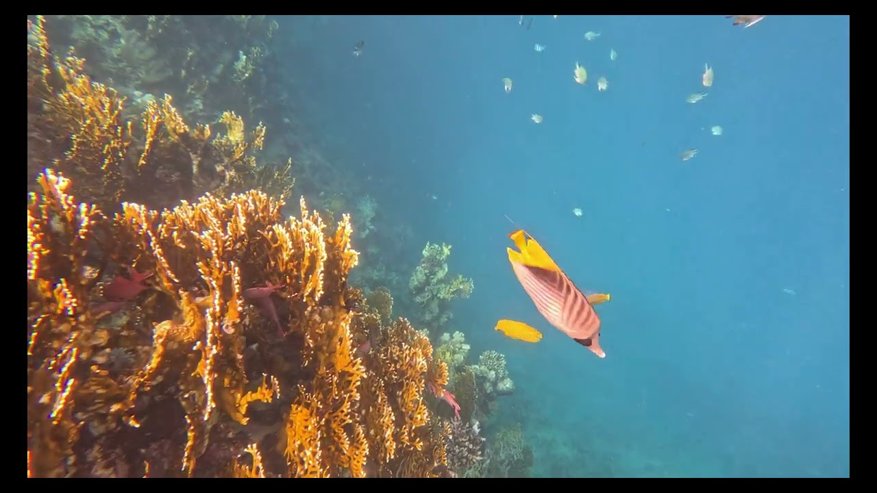 The Three Corners Fayrouz Plaza Beach - House Reef, Egypt, Marsa Alam