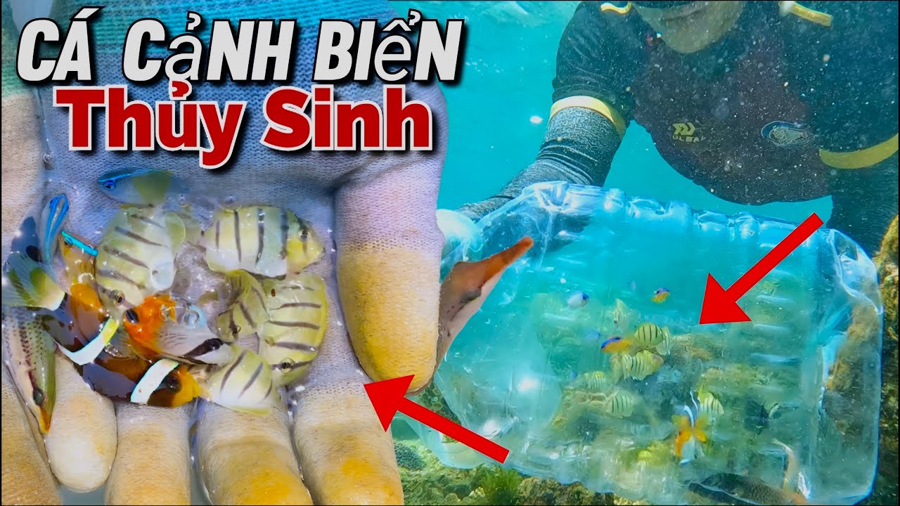 Vẻ Đẹp Của C&Aacute; CẢNH BIỂN | Bắt C&aacute; Biển C&oacute; Thiệt Sự Dễ D&agrave;ng?