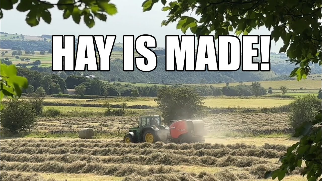 BIG BALES : TIME TO COUNT THEM! ( and one escaped )