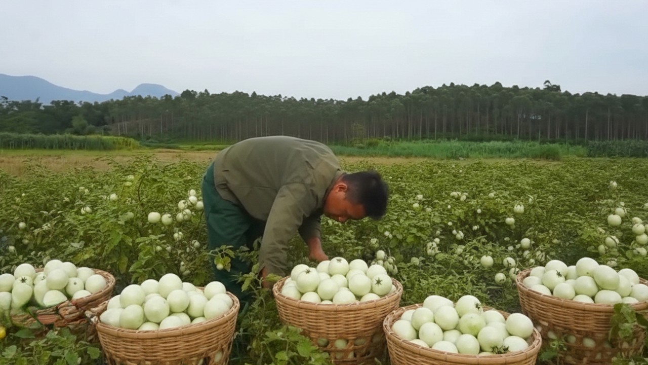 Daily Rural Routine Harvesting Sugarcane and White Eggplants for Extra Cash