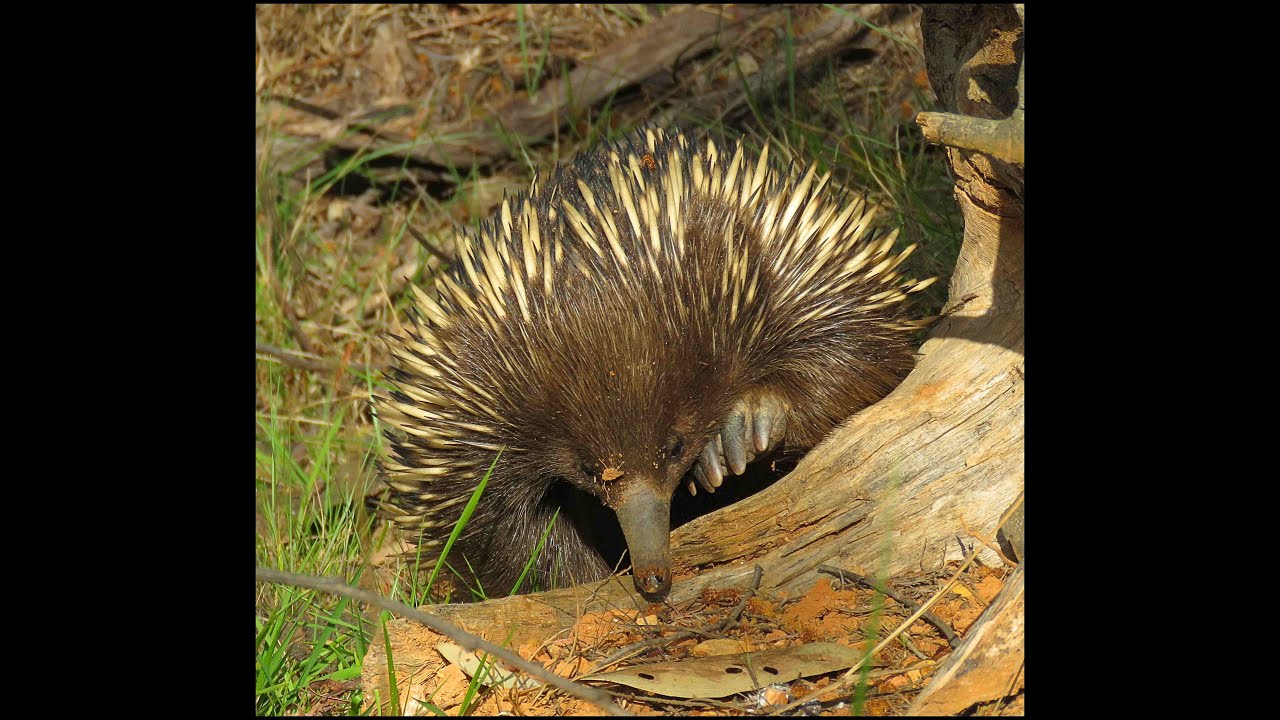 Echidna walking through the bush.