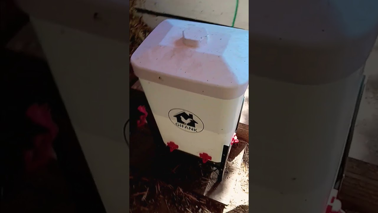 Winter Chickens: Heated Waterer Deal From Amazon