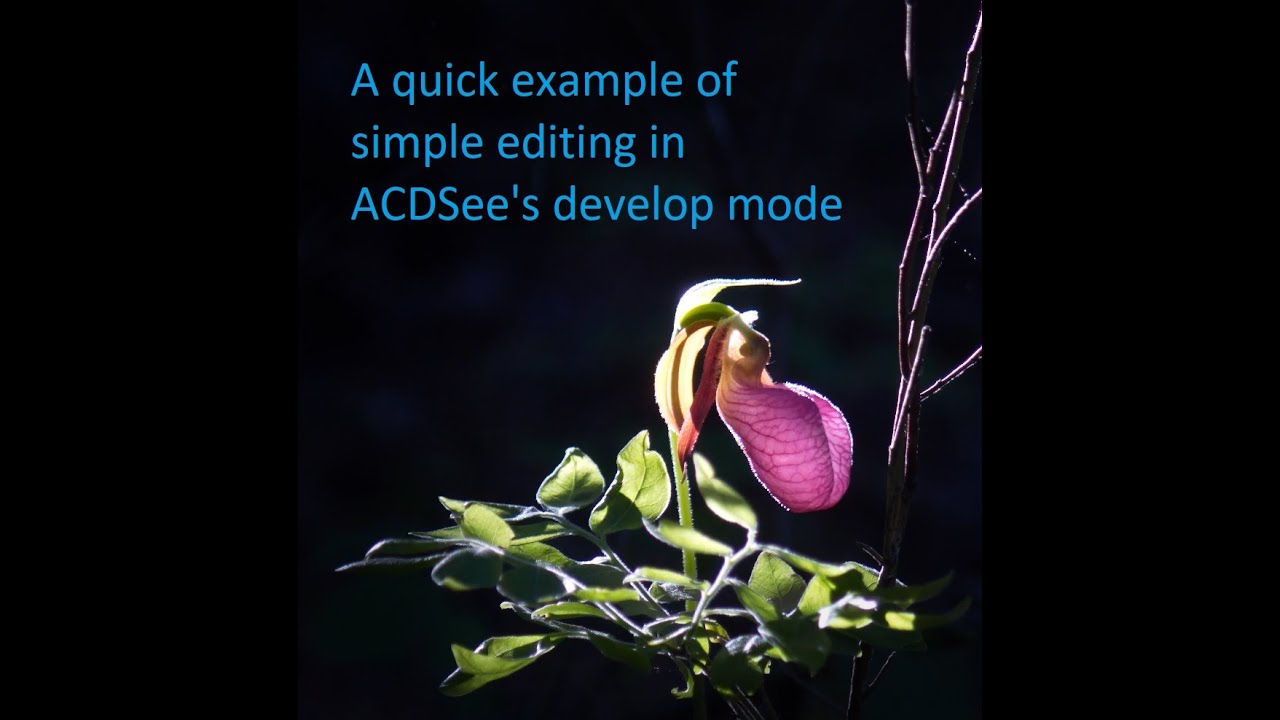 Example of simple cropping and basic light adjustments in ACDSee Ultimate 2022