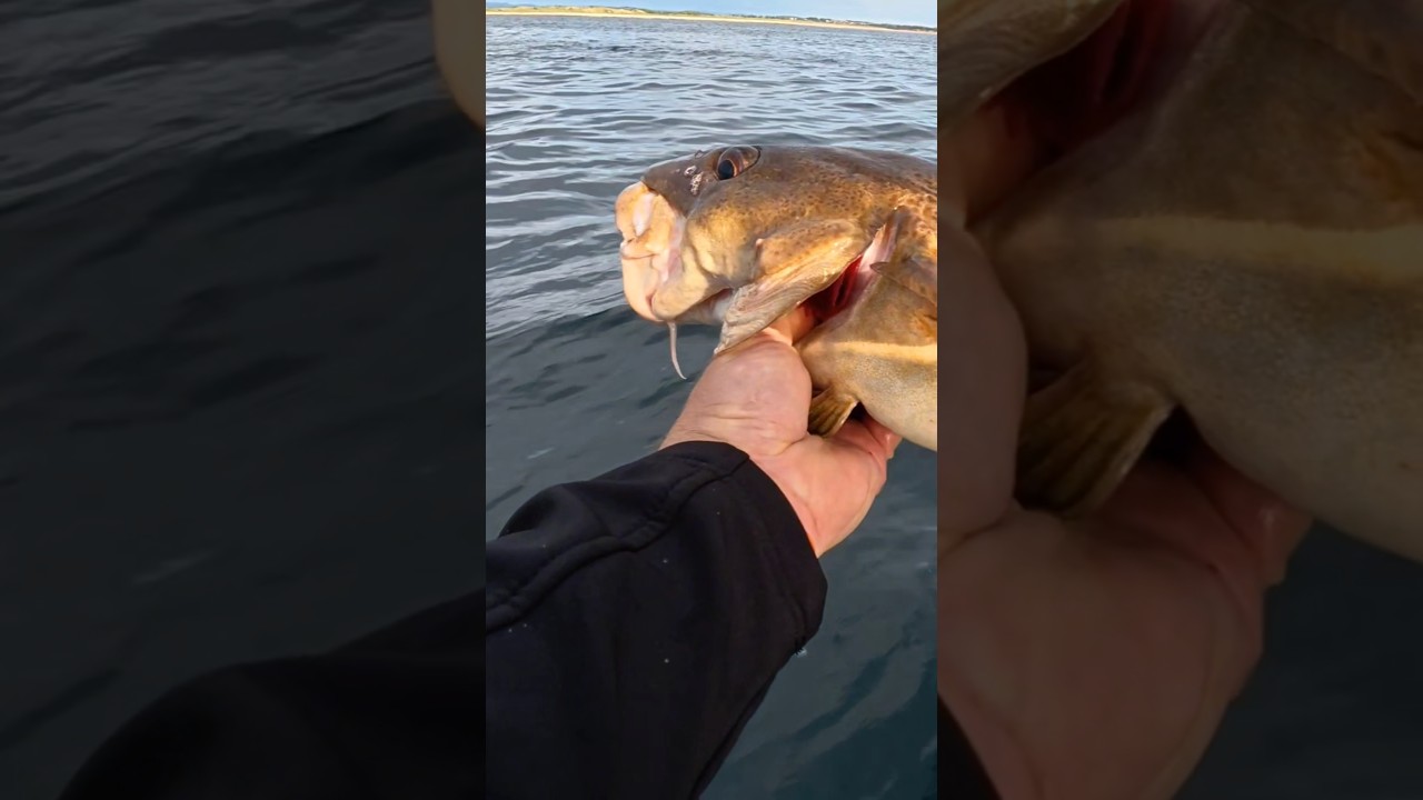 Secrets of Northumberland Cod Fishing (Techniques & Tactics)