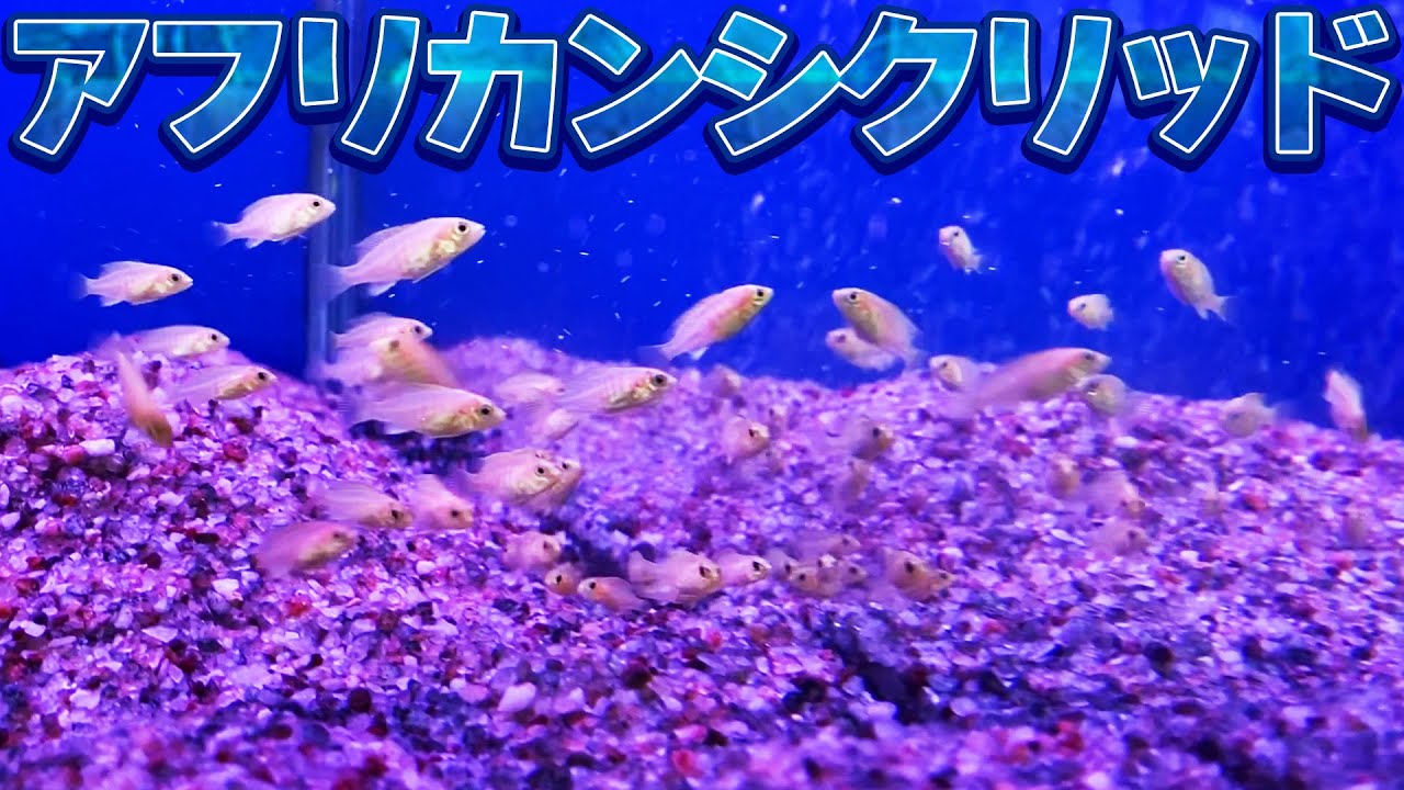 初心者でも飼いやすい！アフリカンシクリッド【水槽 aquarium アクアリウム】