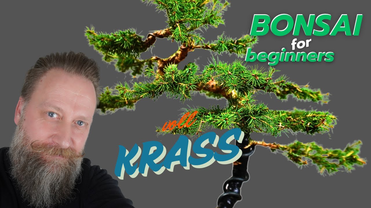 Picea conica - krasse Umgestaltung zu einem schönen Bonsai