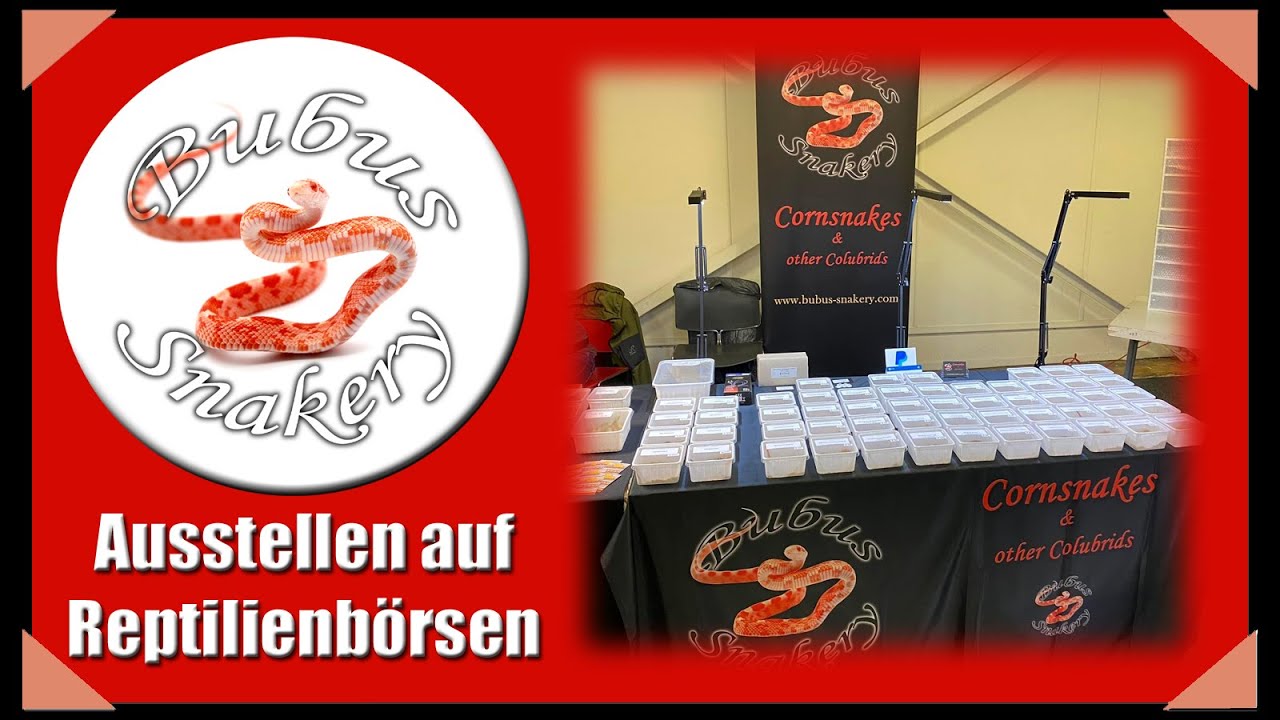 Reptilienbörsen - Ergänzungsvideo