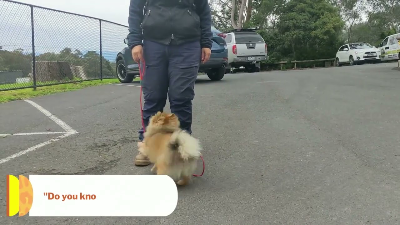 Honey Training Video