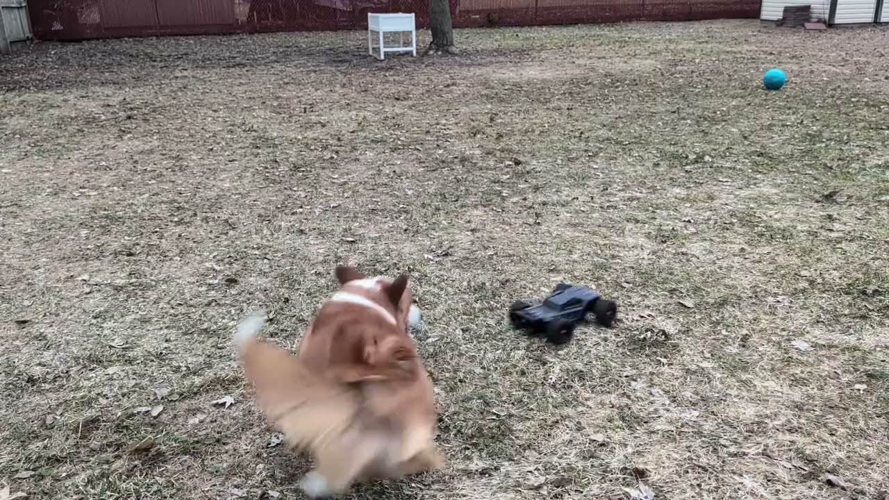 Harper Corgi Herds RC Car