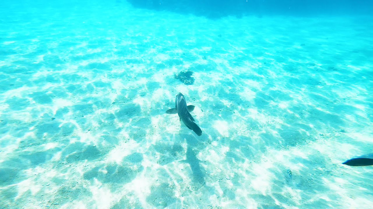 Novotel hotel Egypt 17.12.2021 snorkerling part 2