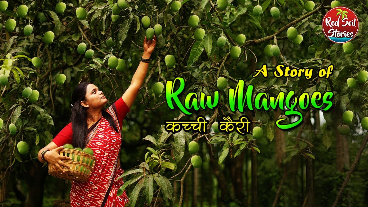 Raw Mango Recipes -Traditionally made | Maharashtra Traditional Life | Red Soil Stories | Pickles