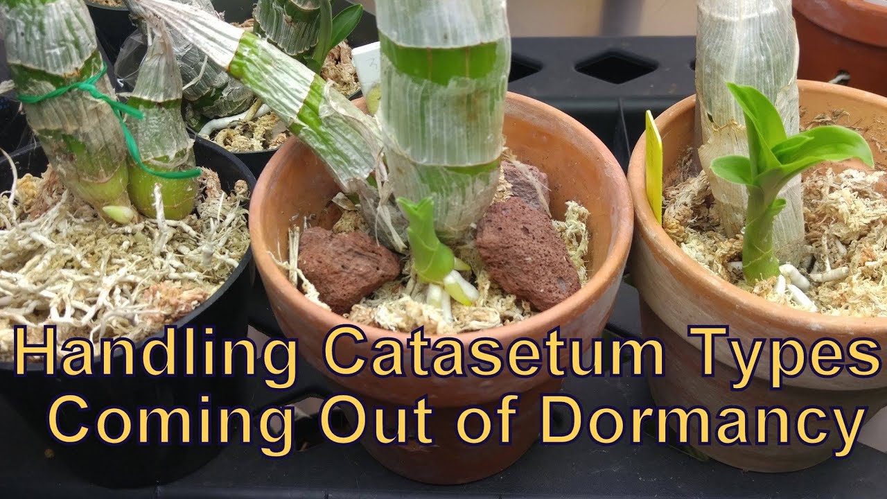 Handling Catasetum Types Coming Out of Dormancy