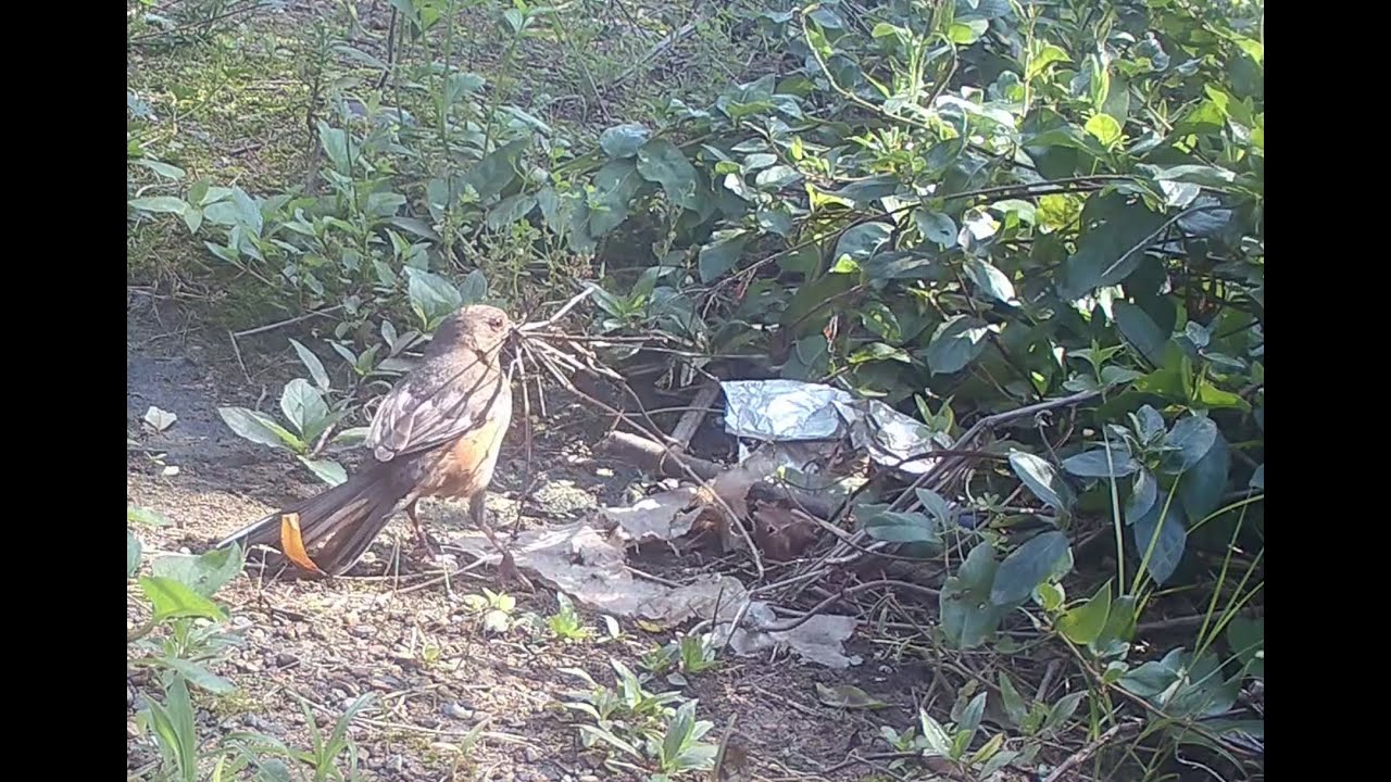 Late May 2025 (Bird Behavior, Bobcat, Camera Cat)