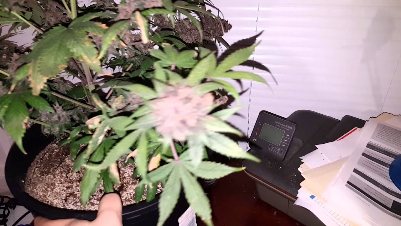 Cream of the Crop Cash Crop Auto Day 74