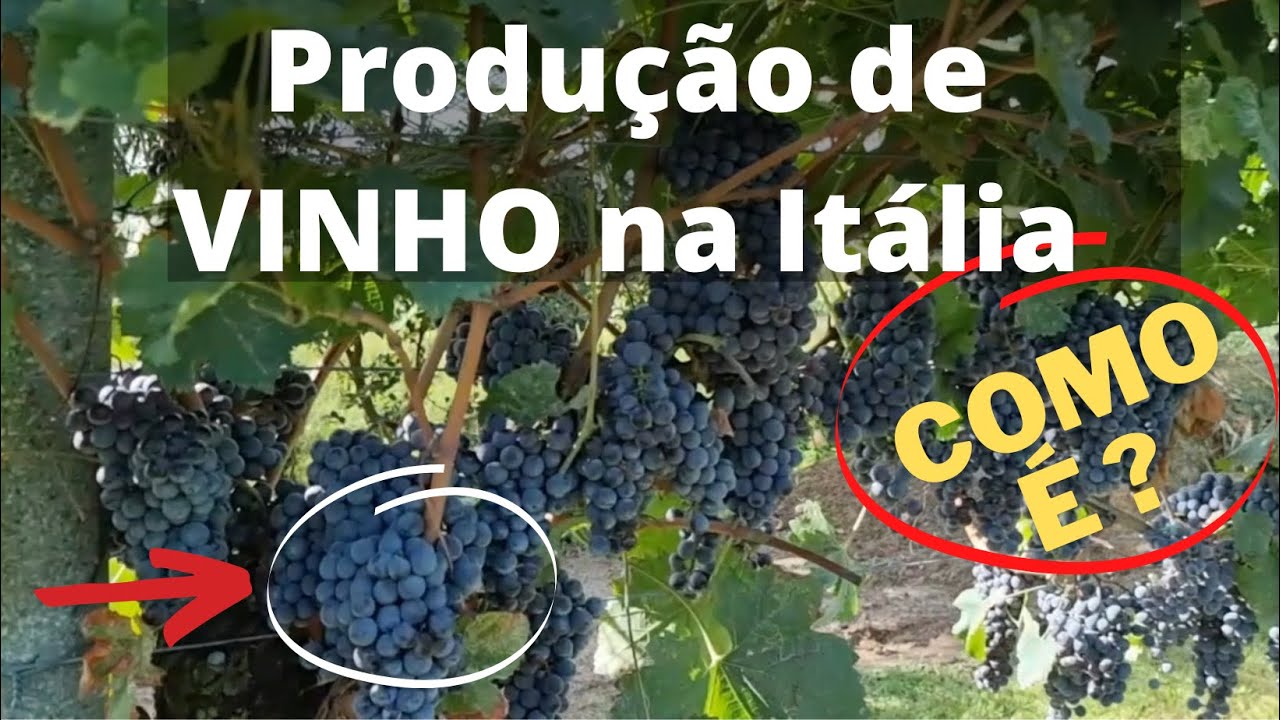 Como é Feito o Vinho na Itália. Produção Artesanal