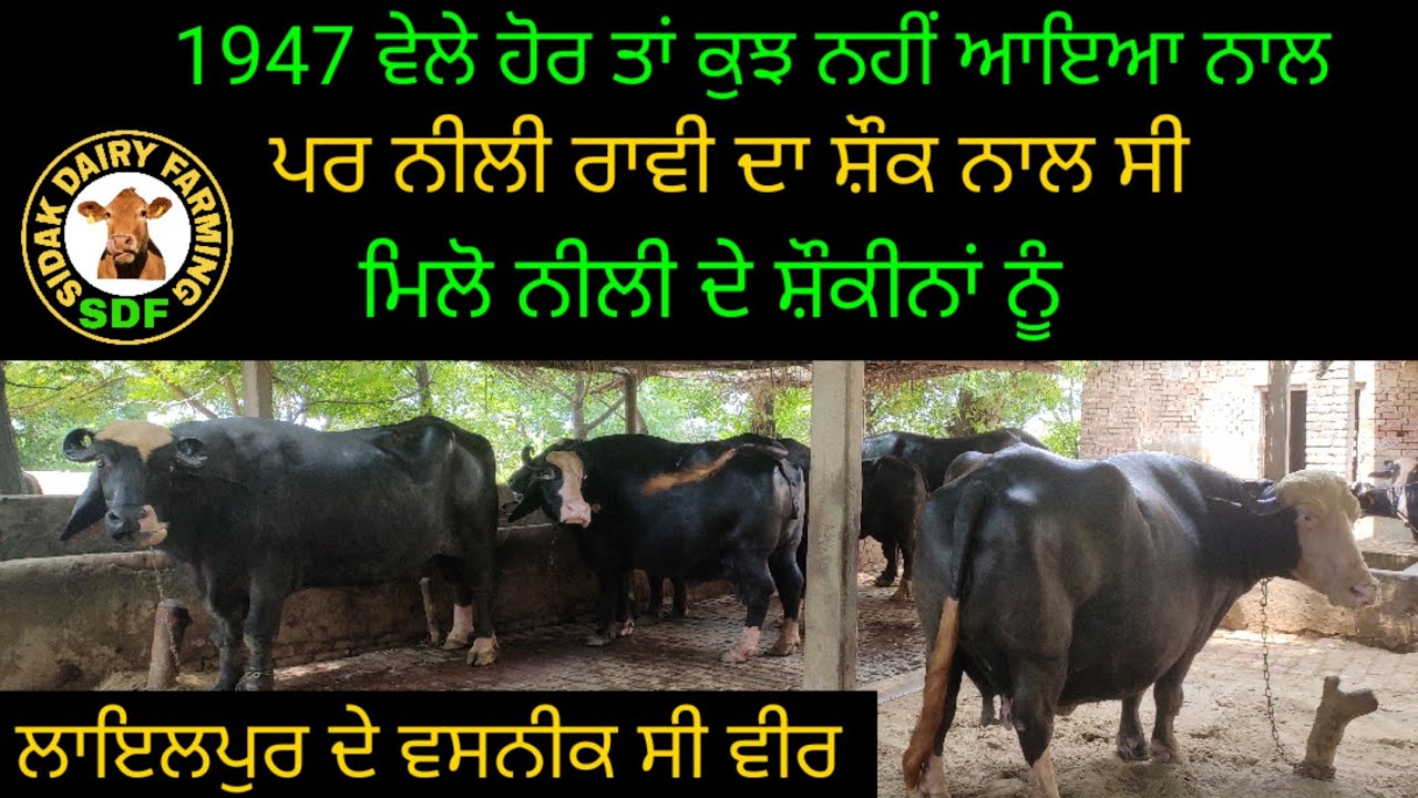 Top class neeli ravi animals, ਪੁਰਾਣੇ ਪੰਜਾਬ ਵੇਲੇ ਤੋਂ ਈ ਨੀਲੀ ਰਾਵੀ ਨਸਲ ਦੇ ਸ਼ੌਕੀਨ ਆ ਵੀਰ