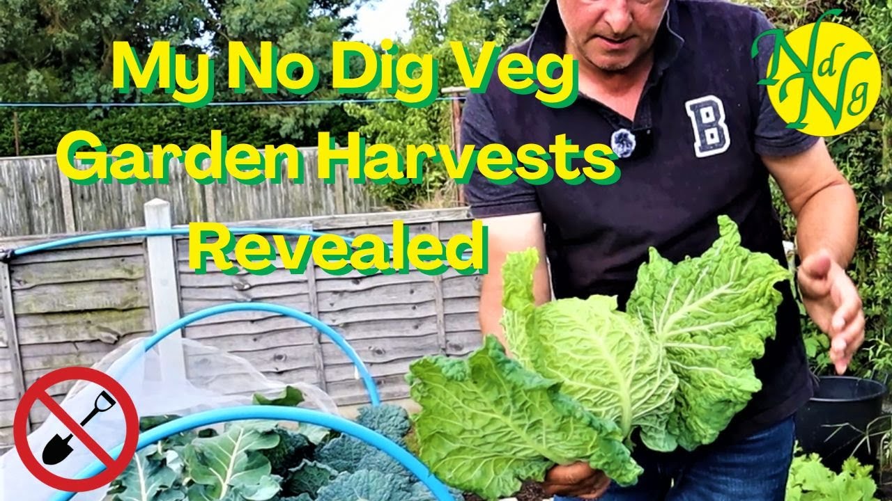 Harvests From My Early Summer No Dig Garden Revealed