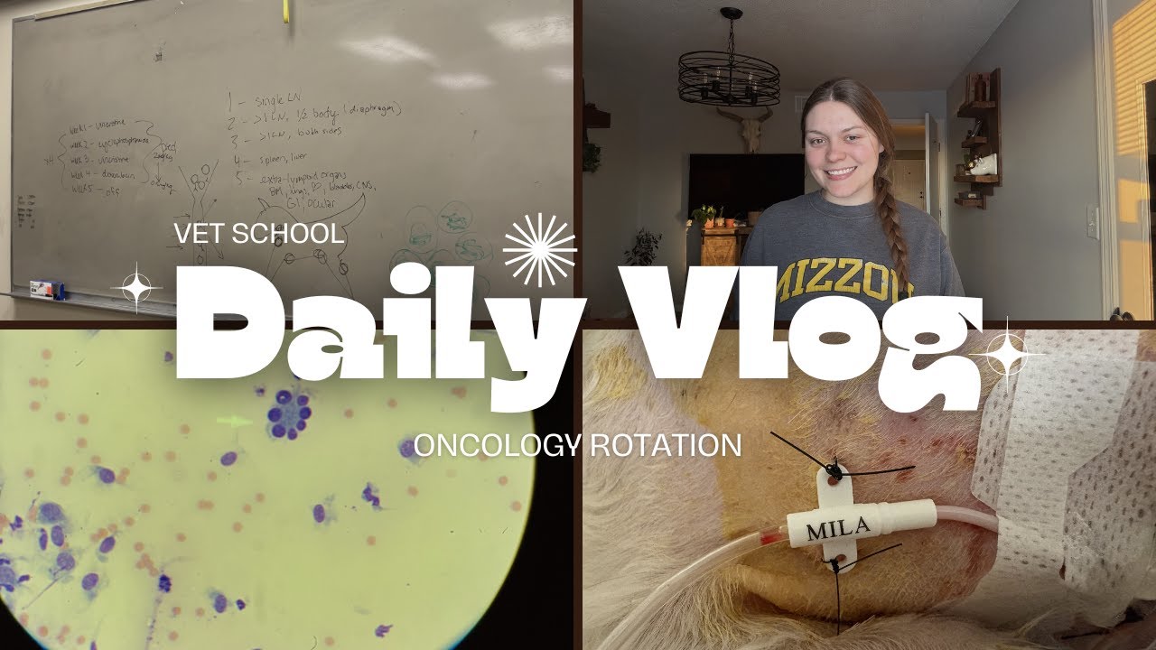 Day in the Life of a Vet Student | Oncology Rotation | Vet School Vlog