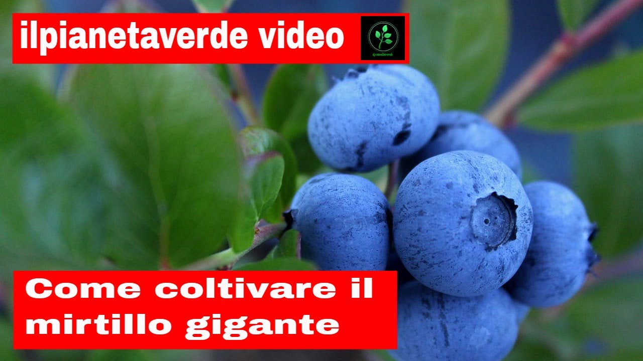Come coltivare il mirtillo gigante