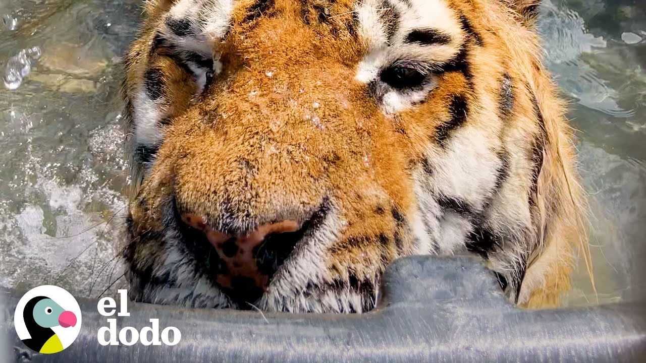 Tigre rescatado actúa como un niño pequeño en su nueva piscina | El Dodo