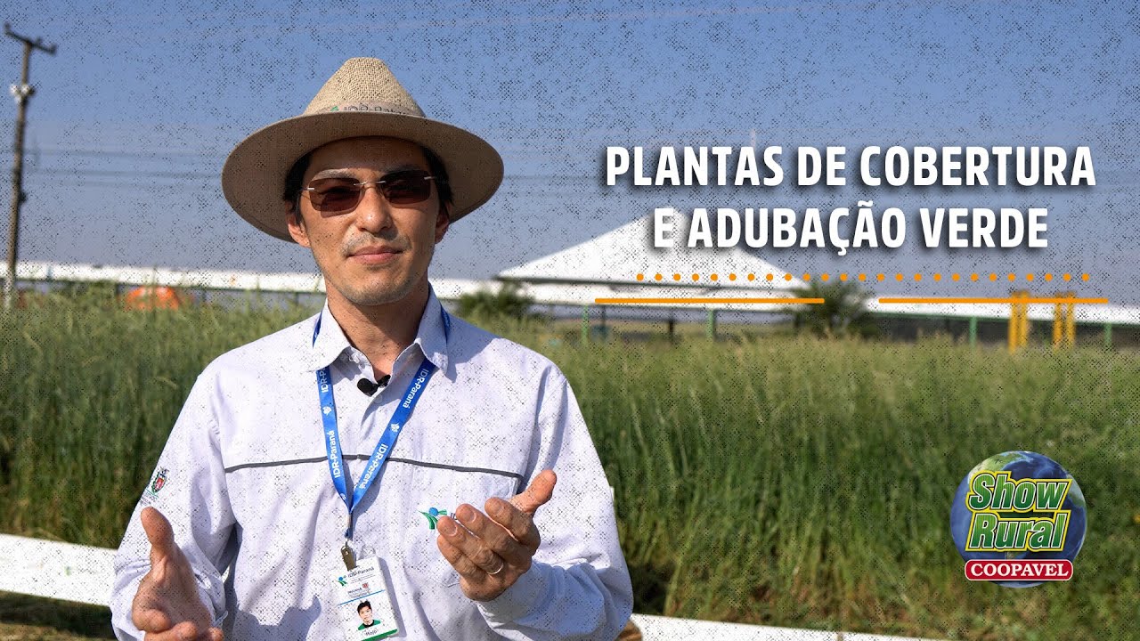 Plantas de cobertura e adubação verde para um solo mais fértil