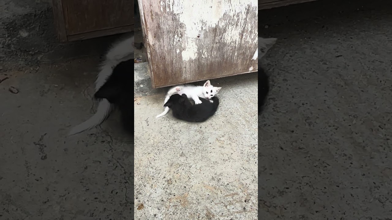 Playing And Fightening Cat😅