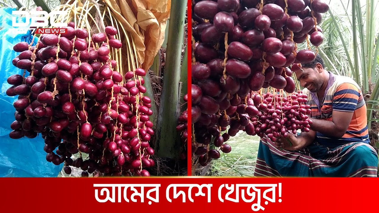সৌদির খোরমা খেজুর চাষ হচ্ছে চাঁপাইনবাবগঞ্জে | DBC NEWS Special