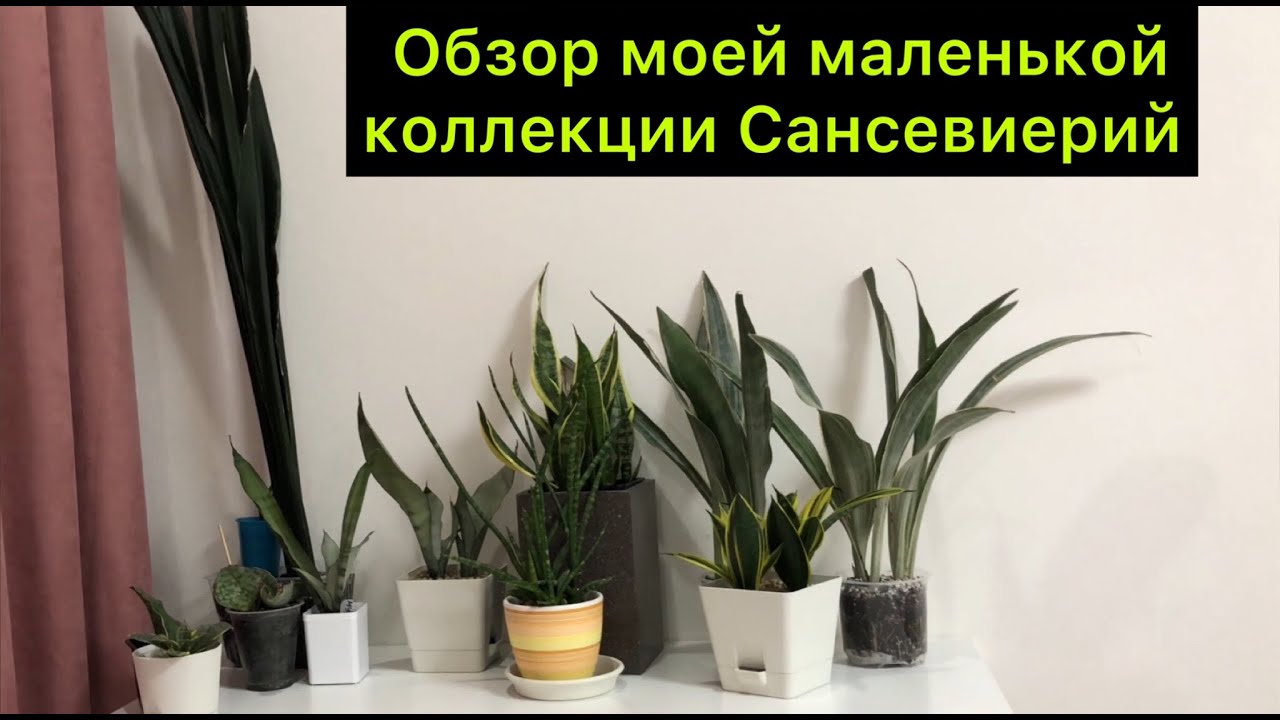 Обзор￼ моей маленькой коллекции Сансевиерий￼