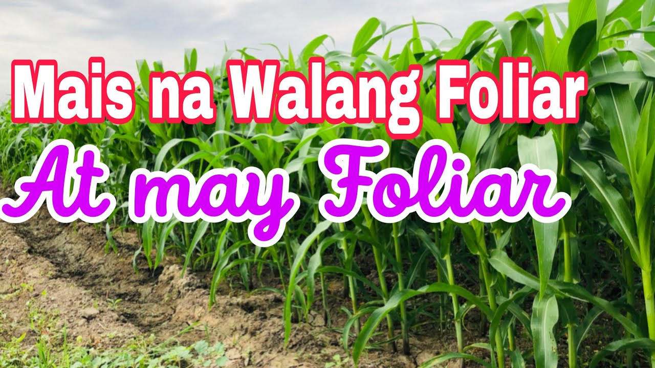 Mais na walang foliar at yong tanim natin