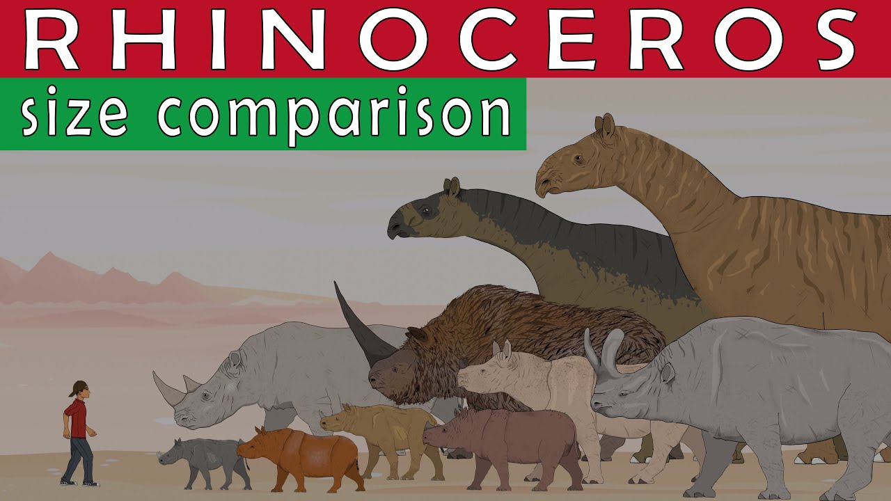 Size Comparison: Extinct & Living Rhinos (Paraceratherium, Elasmotherium, White and Woolly rhinos)