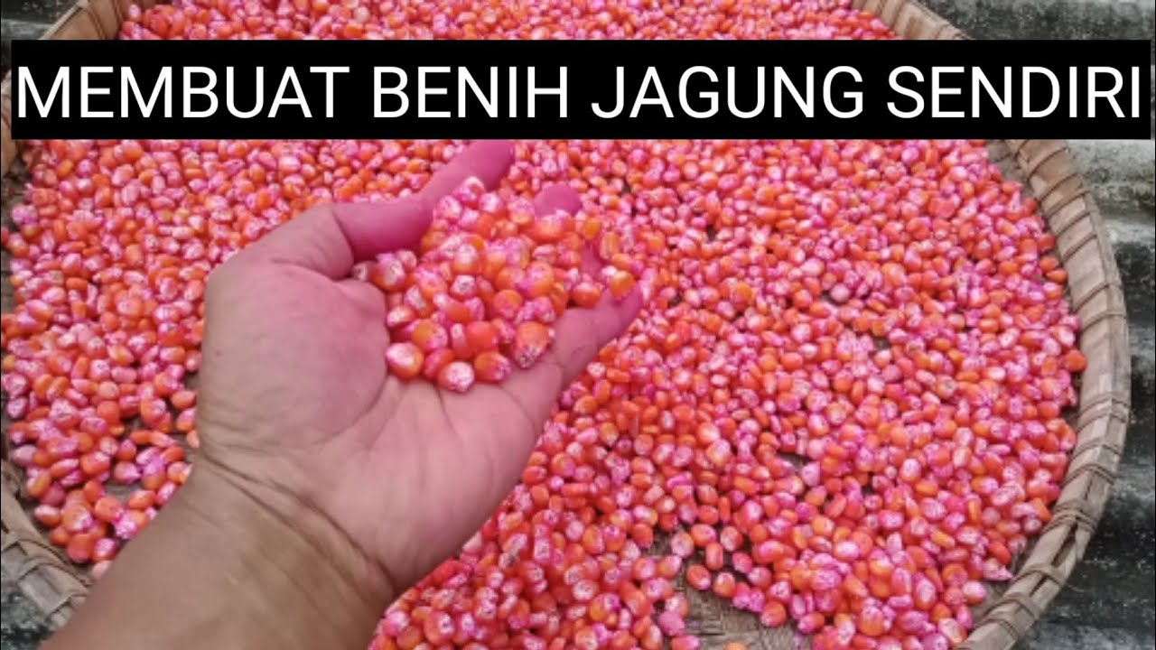 Membuat Benih Jagung Sendiri, Solusi Benih Jagung Mahal