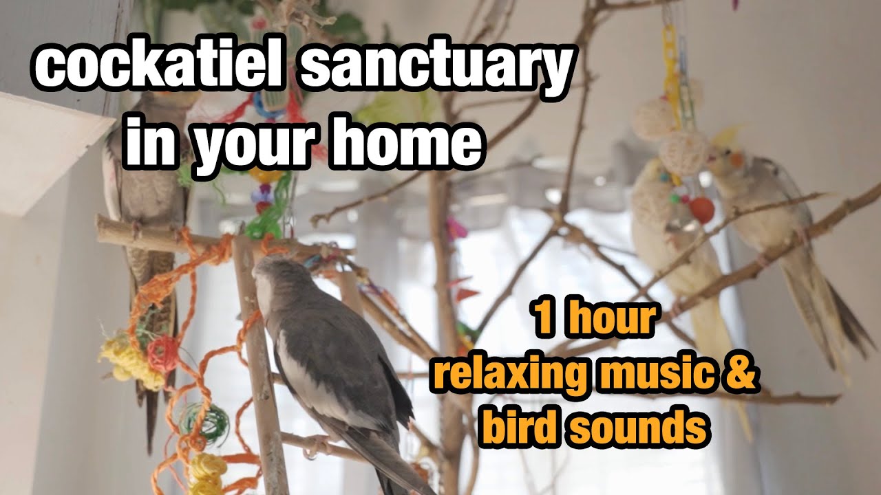 1 hour of Cockatiel Home Sanctuary - Relaxing bird sounds & Music