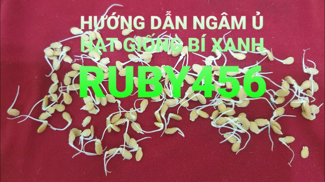 Hướng dẫn ngâm ủ hạt giống bí xanh F1 Ruby456