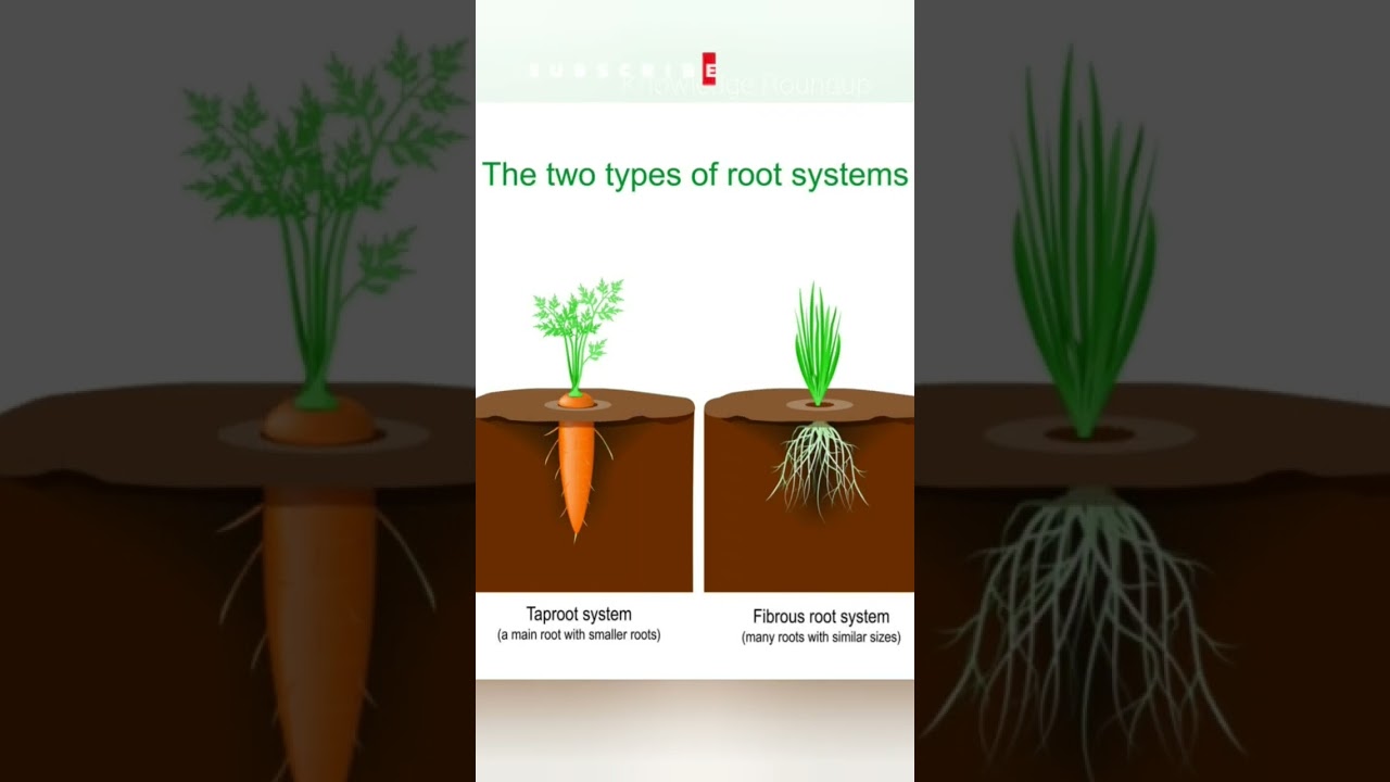Types of Root System #ytshorts
