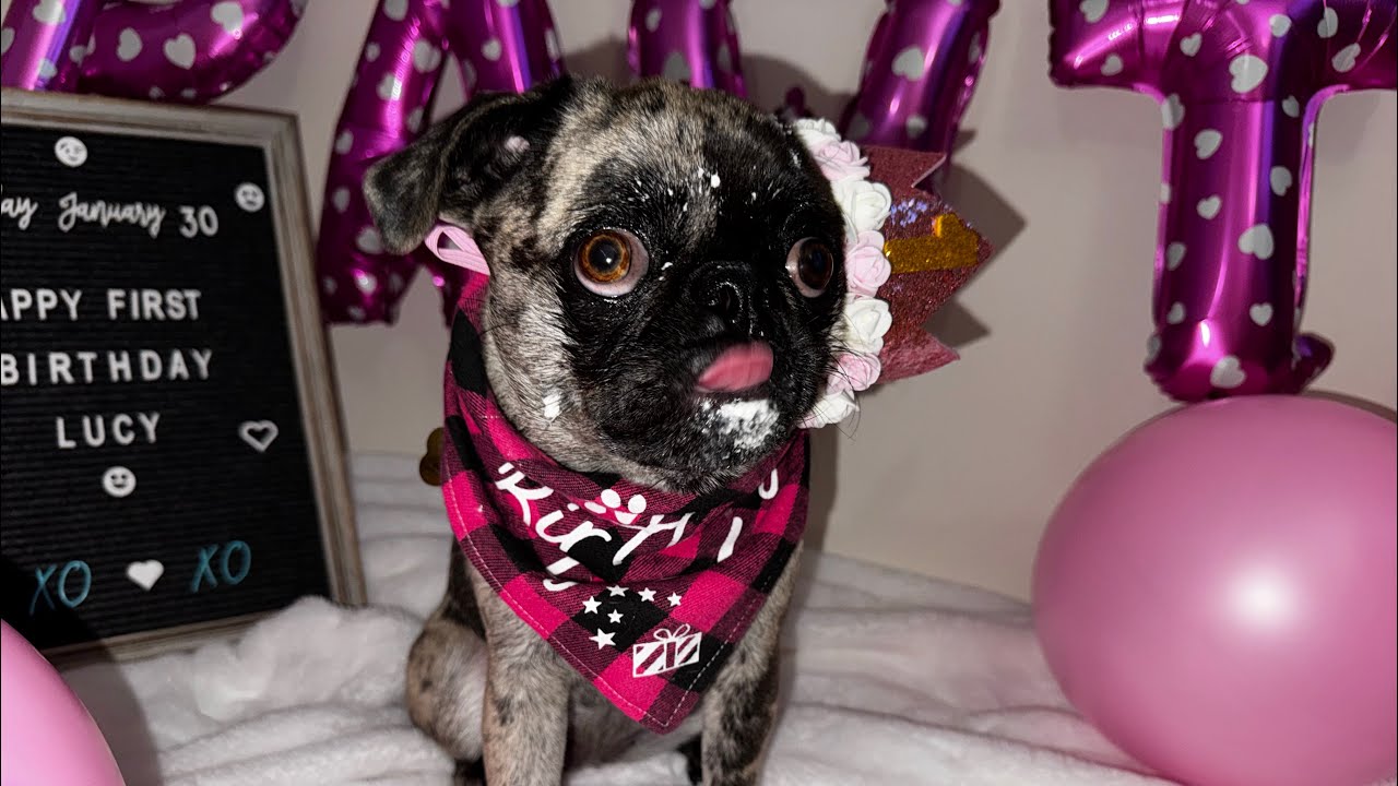 Lucy’s First Birthday 🎂 | Pup Cup, Treats & So Much Pug Joy