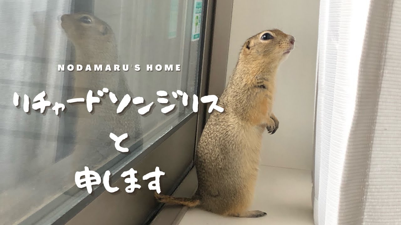【はじめまして】【リチャードソンジリス】新しい家族が増えました