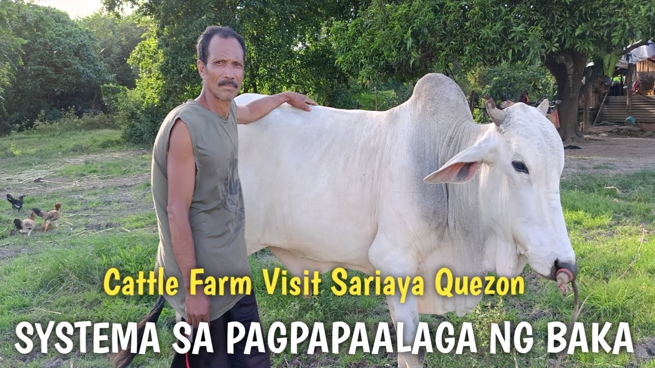 Pag Papaalaga ng Baka o Pag iiwi paanu nga ba ang systema?