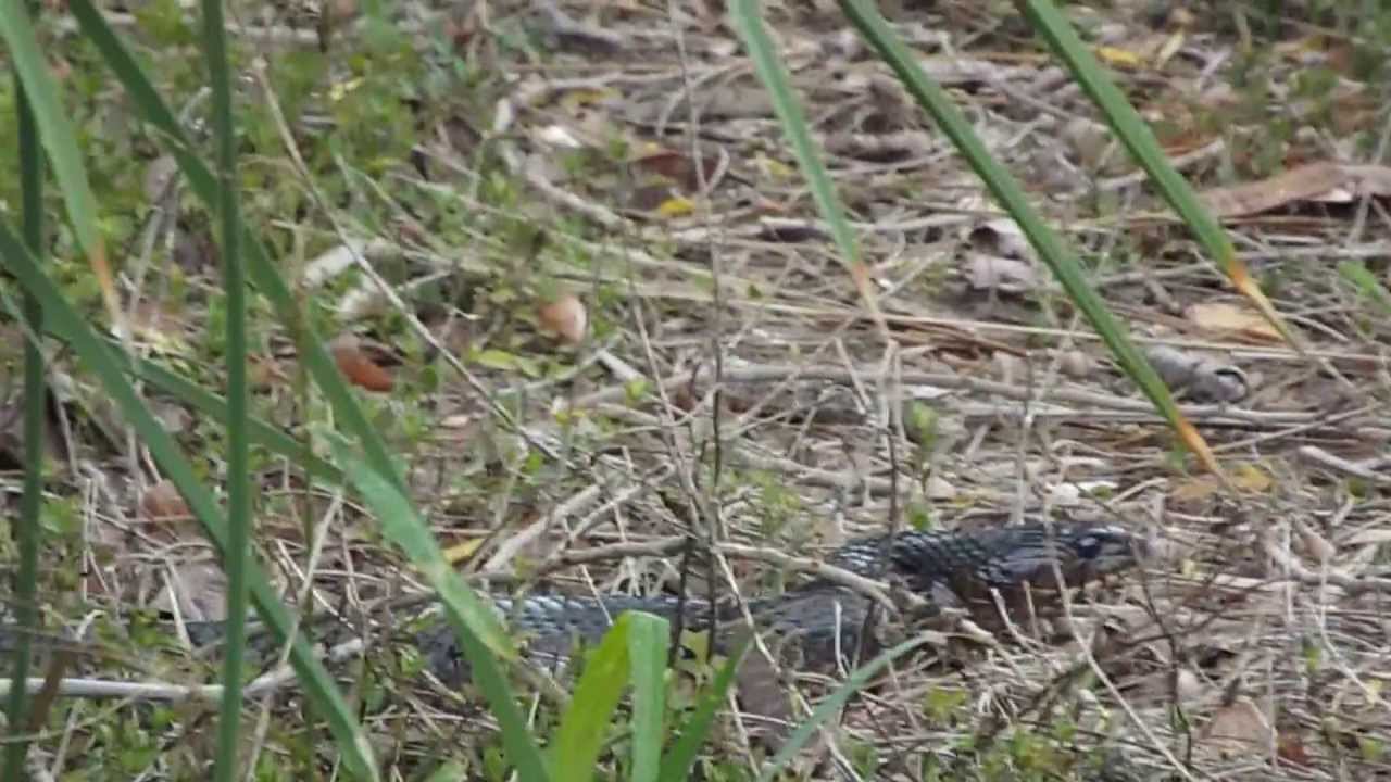 Texas Indigo Snake at Santa Ana