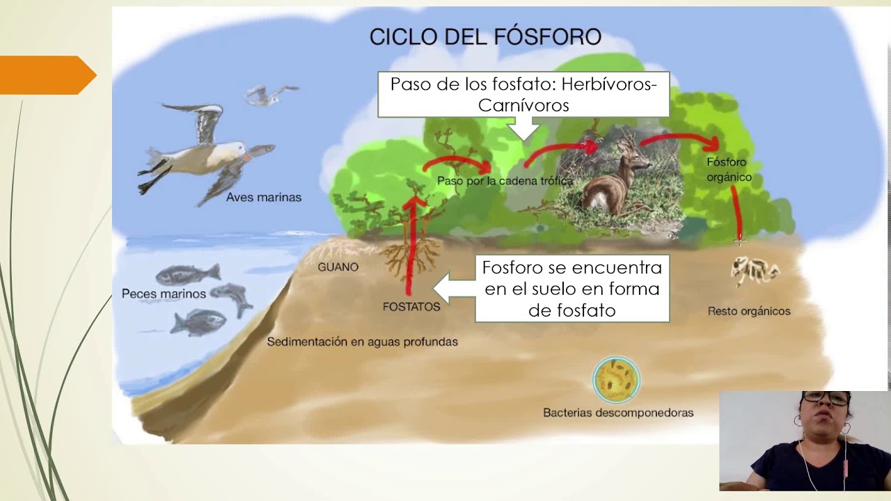 Ciclos sedimentarios e hidrol&oacute;gico