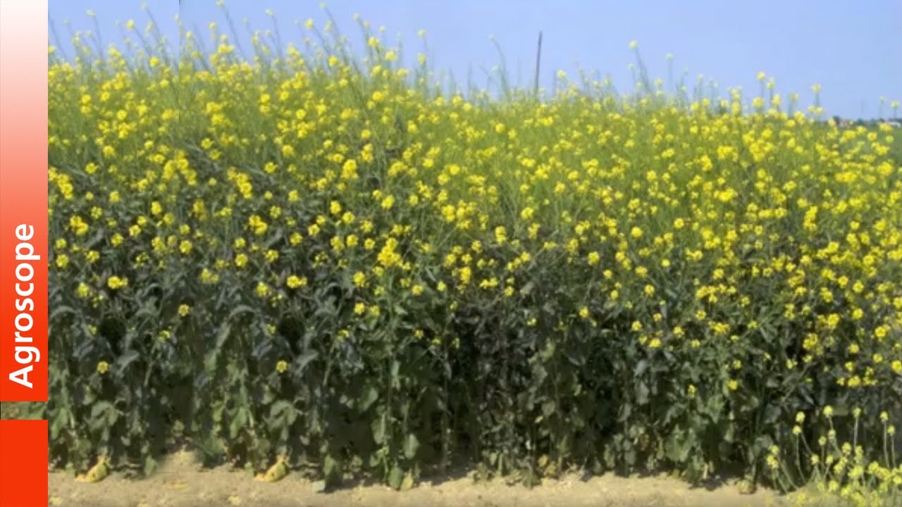 Biofumigation Agroscope (F)