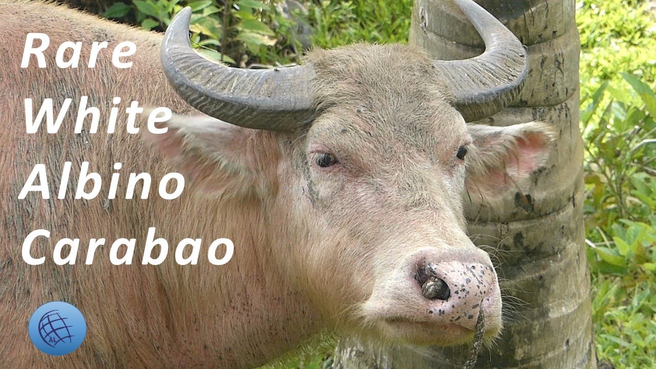 White Carabao | Albino Kalabaw