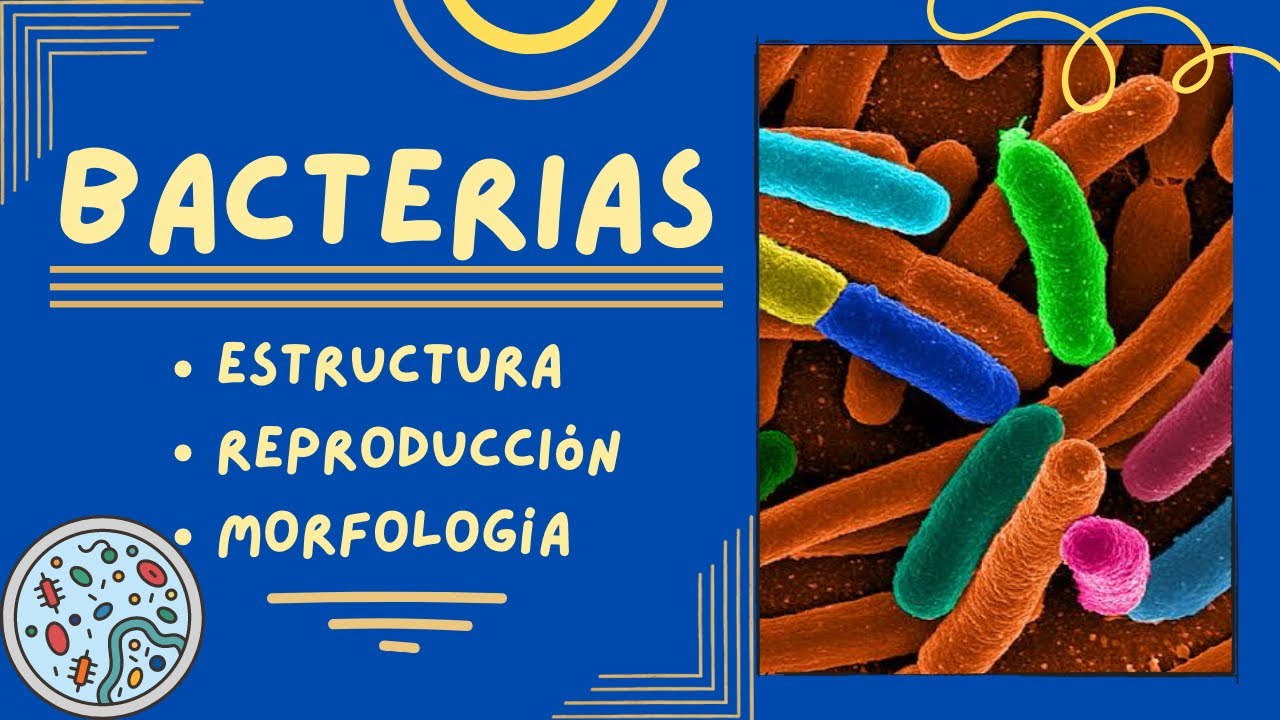 Generalidades de las Bacterias: Estructura, Reproducción y Morfología