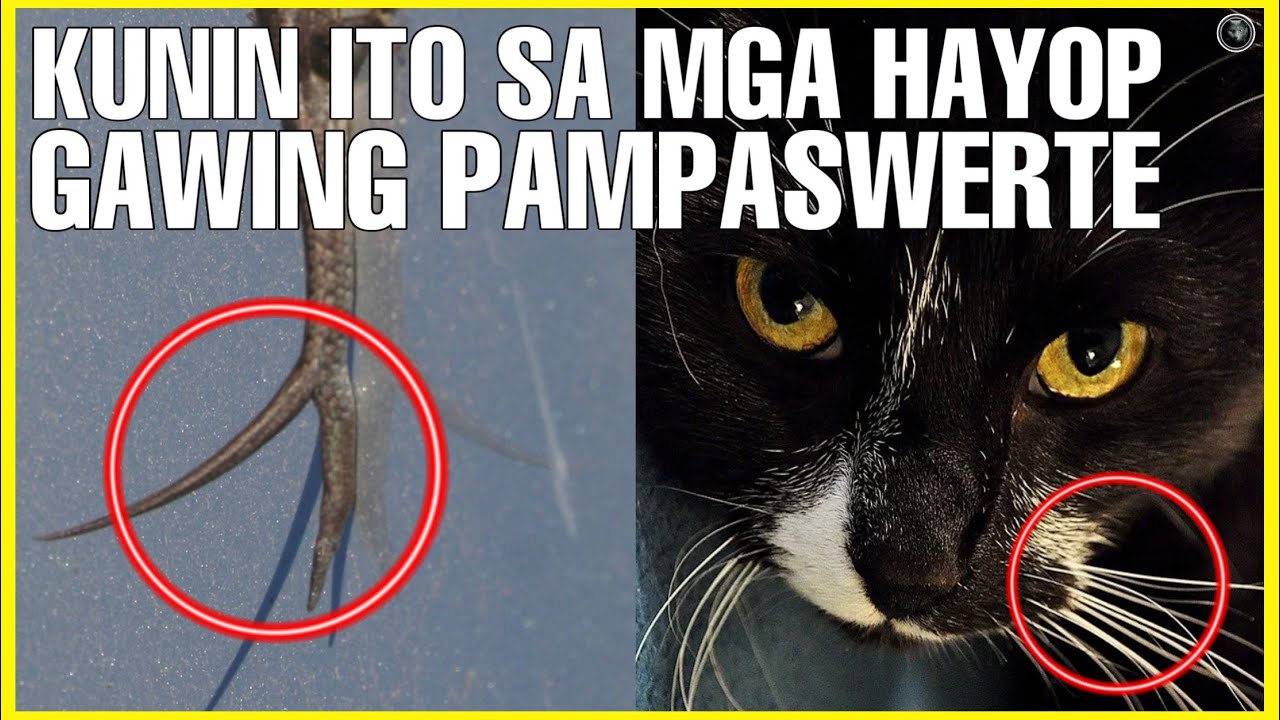 KUNIN ITO !! MGA MASWERTENG BAGAY BUHAT SA BAHAGI NG KATAWAN NG MGA HAYOP -MUTYA | Bhes Tv