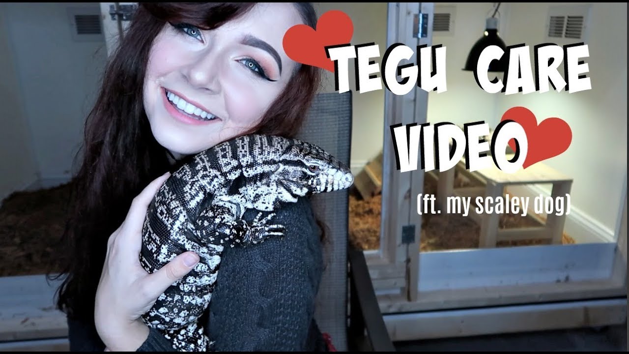 ARGENTINE BLACK AND WHITE TEGU CARE VIDEO! (BABY-ADULT)