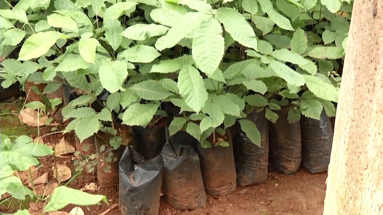 Doações mudas de ipê horto Alfenas