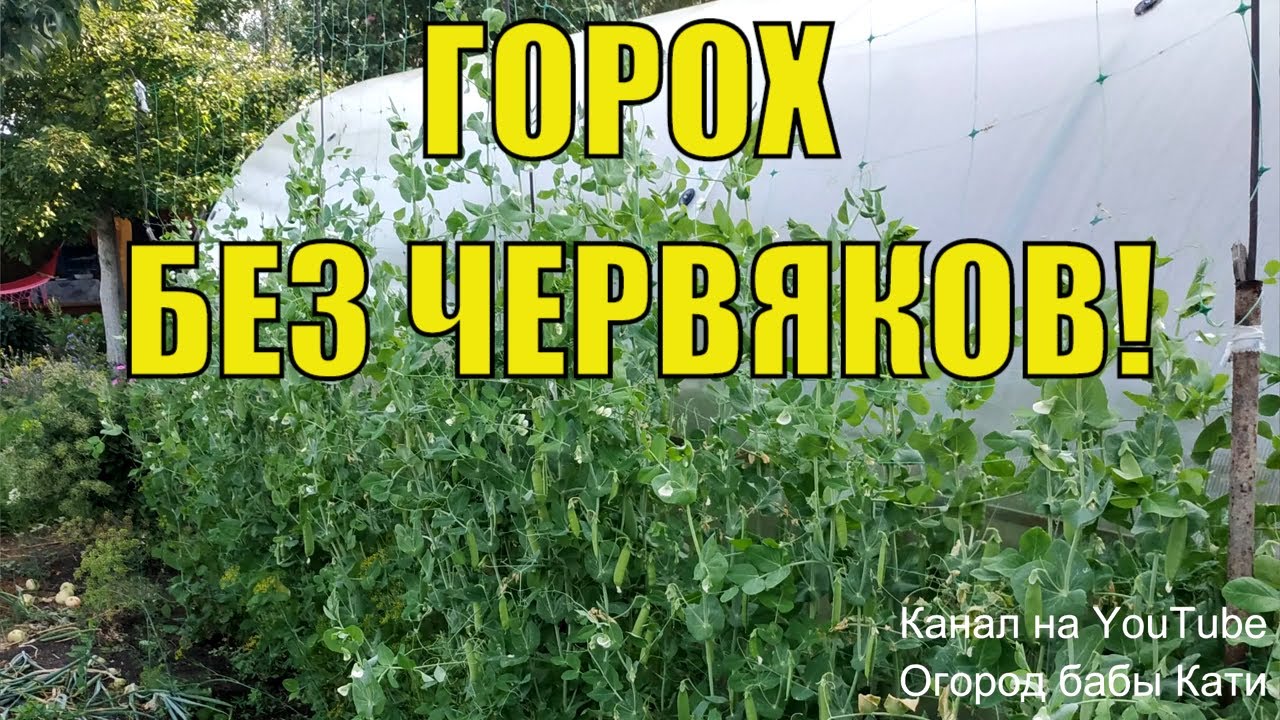 Как сажать и подвязывать, чем подкармливать и  обрабатывать горох, чтобы там не было червей.
